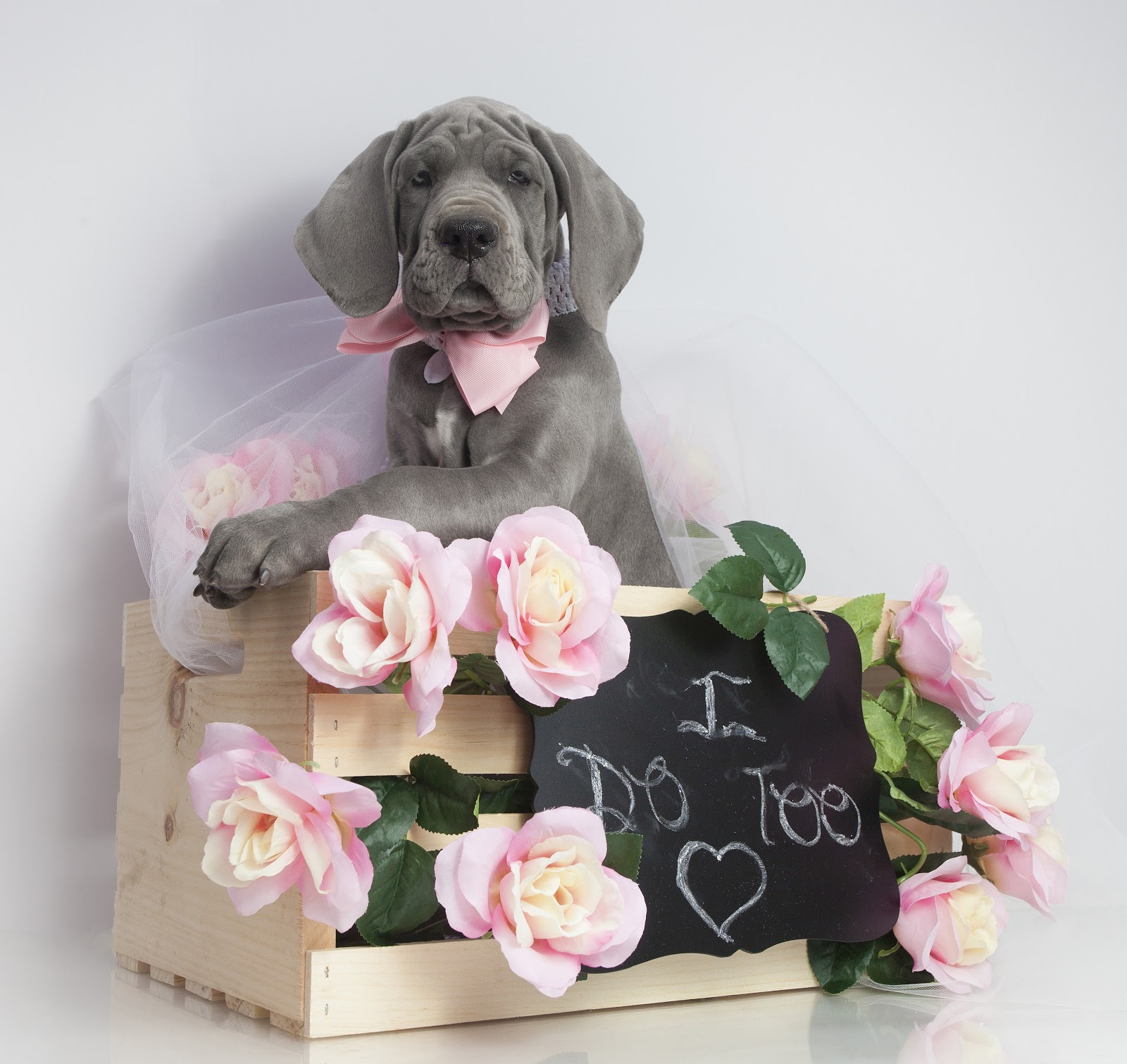 A grey dog, with a pink bow, sat in a wooden crate surrounded by pink flowers and a blackboard with the words "I do too" written
