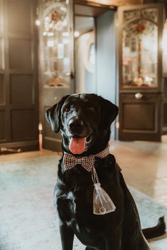 A black dog in a bowtie, part of our wedding chaperone post