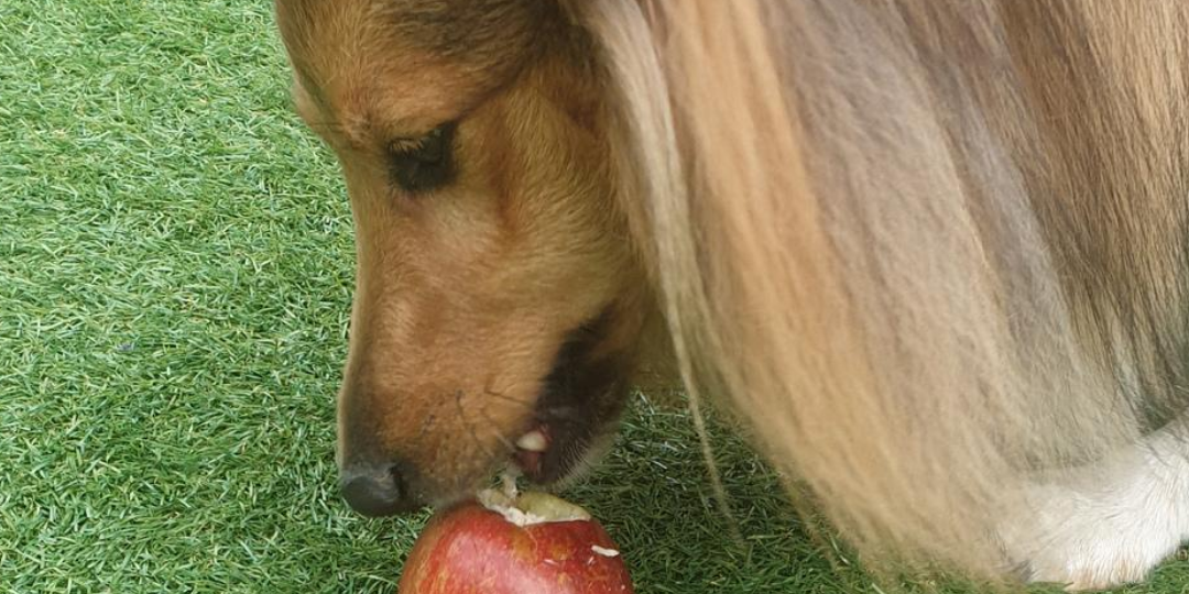 Enriching your dog's life - A dog eating an apple
