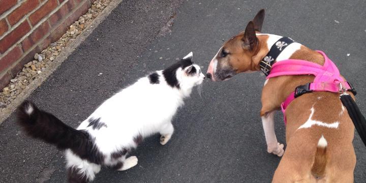 Cats and dogs - A black and white cat and a brown dog nose to nose