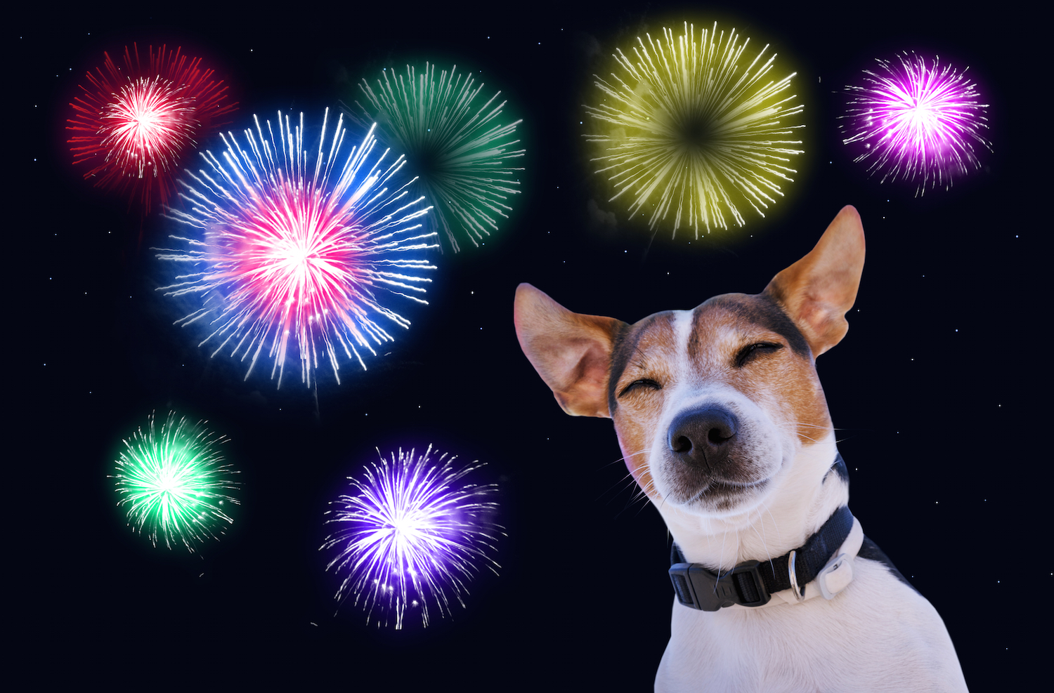 Stress of fireworks - A dog in front of some fireworks