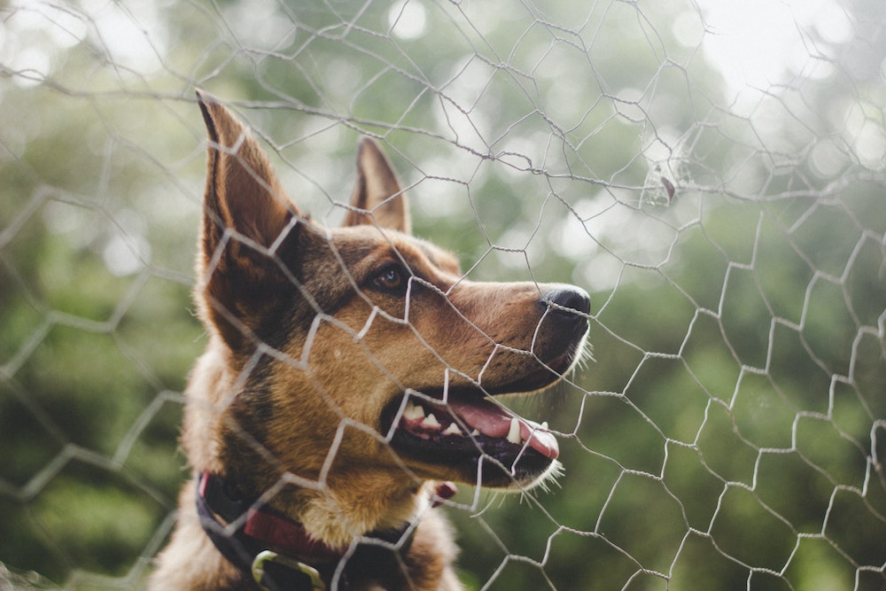 Dog theft - A dog sits behind a wire fence