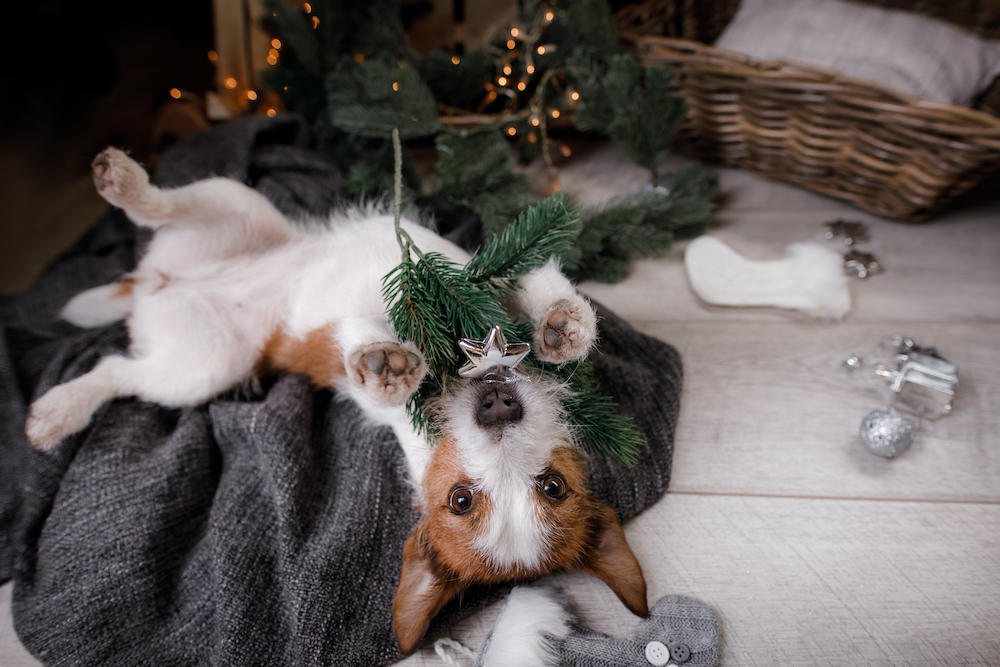 Dog-proofing your Christmas Tree