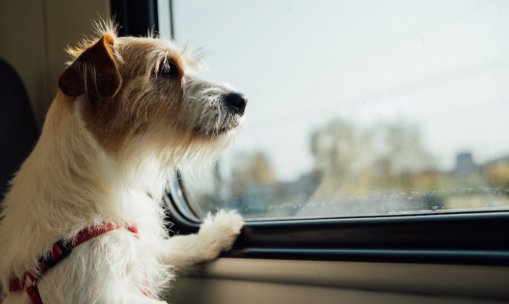 Pet Travel - A dog looking out of a train window