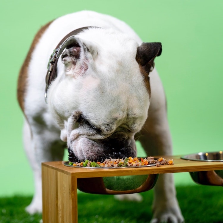 A small, brown and white dog is eating from a raised wooden and metal dog bowl that is filled with food.