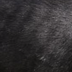 K9 Nation - Breed of the Month - Labrador - Black