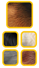German Shepherd Dog Coat Colours - Yellow Boxes containing pictures of a German Shepherd's coat in various colours: Black and Tan, Black, White, Grey/Blue, and Liver ( or Brown )