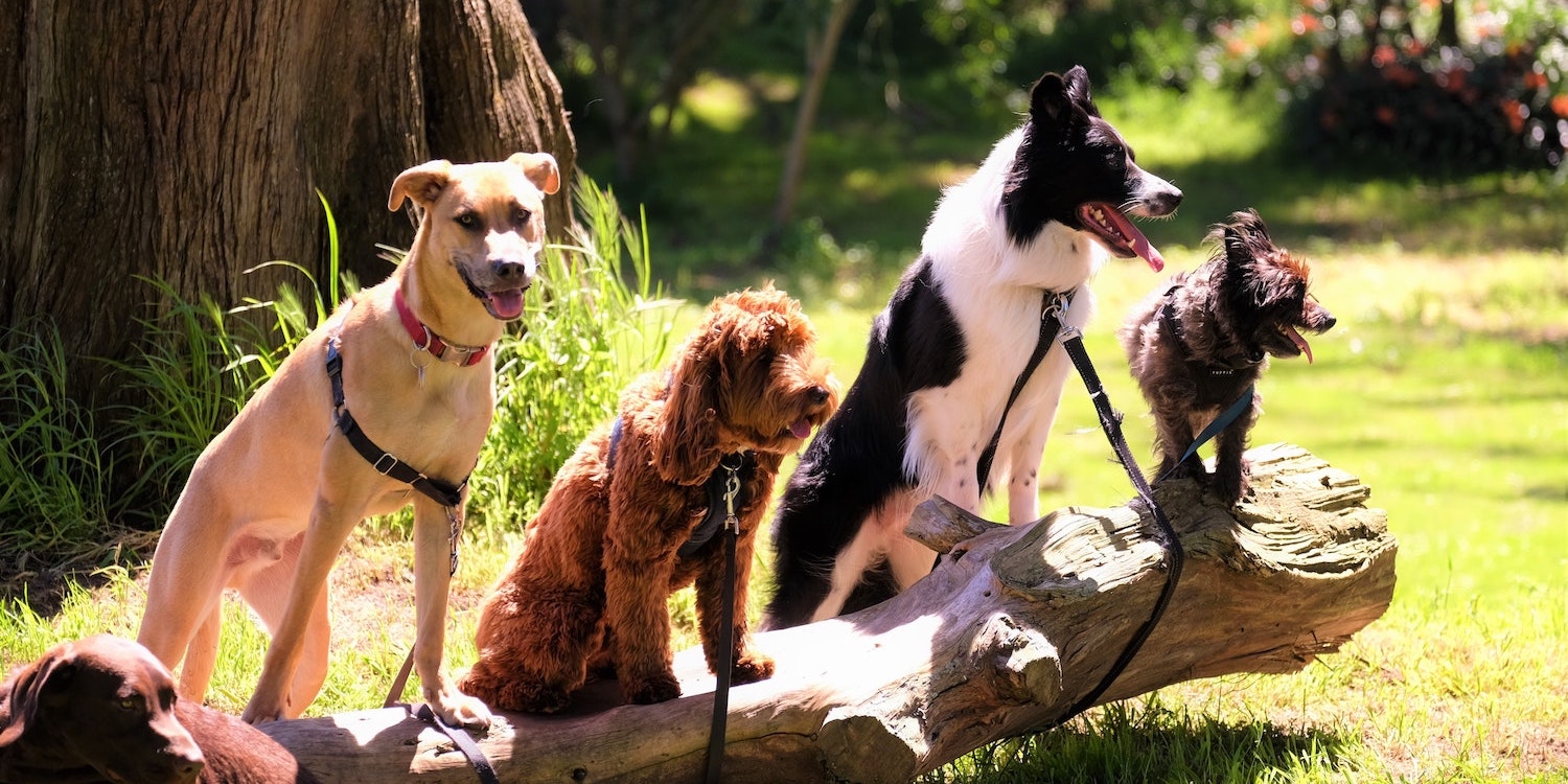 Dog Breed Categoriers - Banner