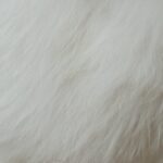 Samoyed - White